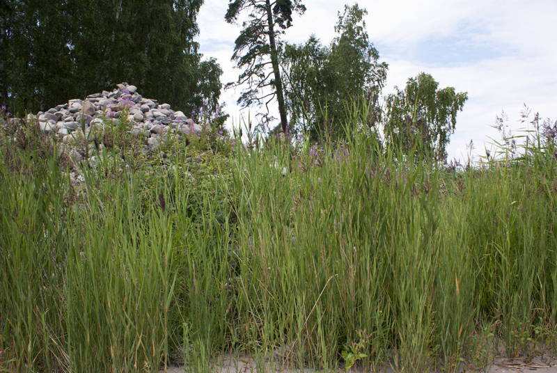 Estonia, Parco Nazionale di Lahemaa,penisola di Kasmu